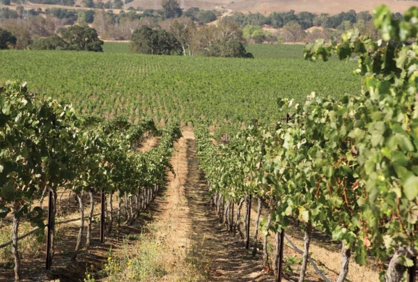 Wente Vineyards – Livermore Valley