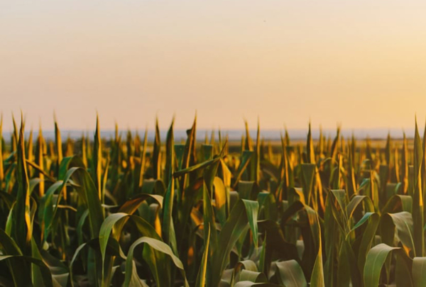 Photo of corn field