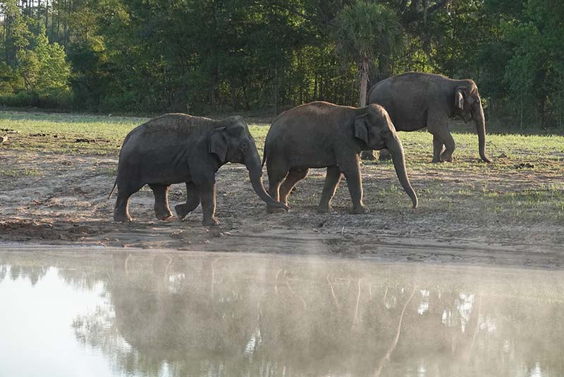 Elephants roam the banks of a pond.