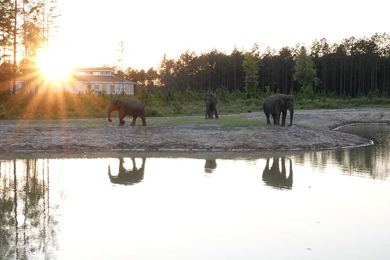 Elephants in the habitat near the barn.
