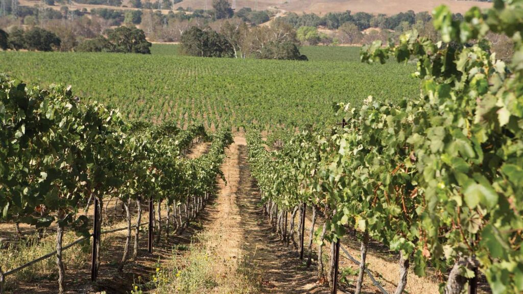 Wente Vineyards – Livermore Valley|Wente Vineyards – Livermore Valley||