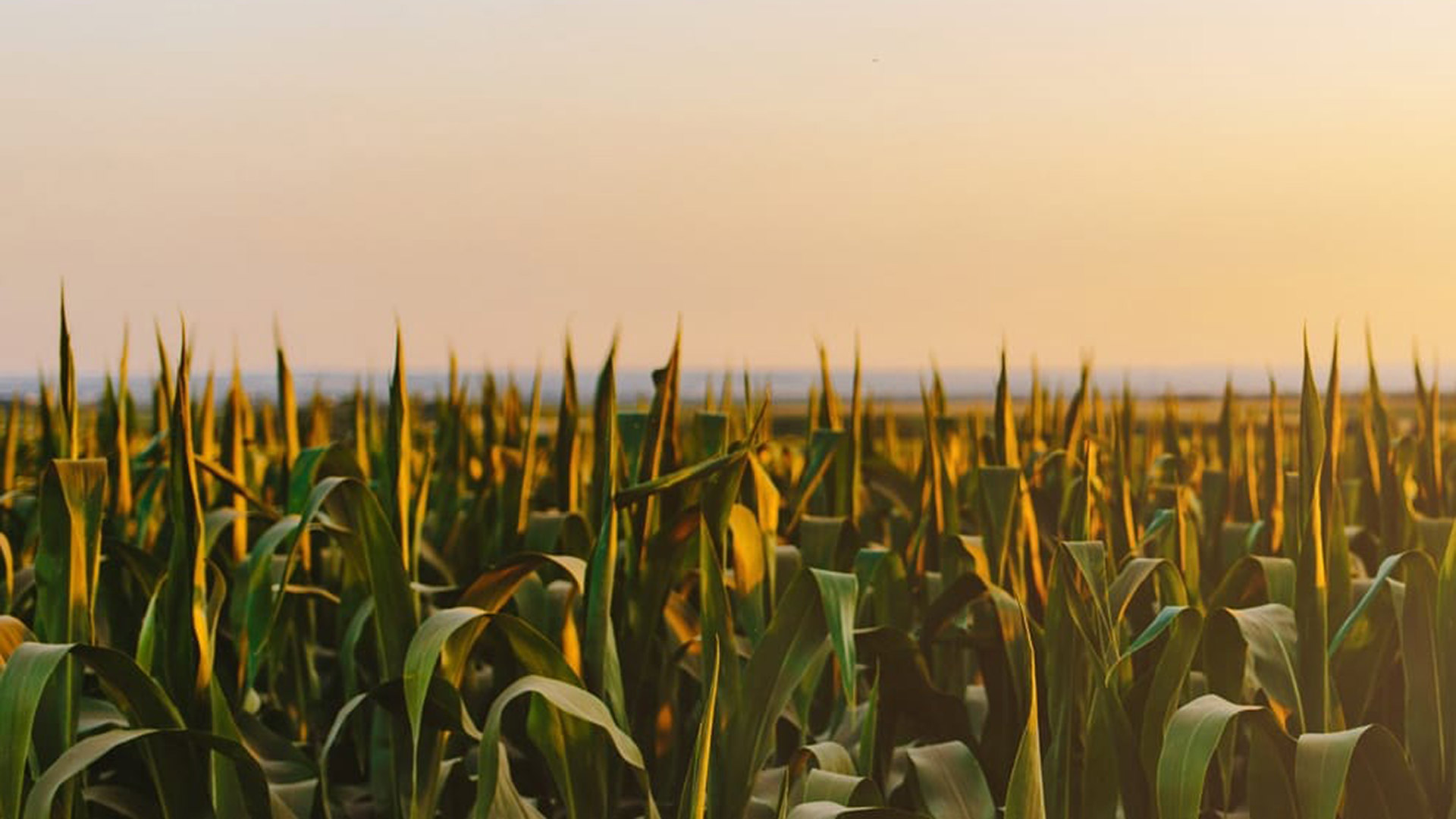 Photo of corn field|