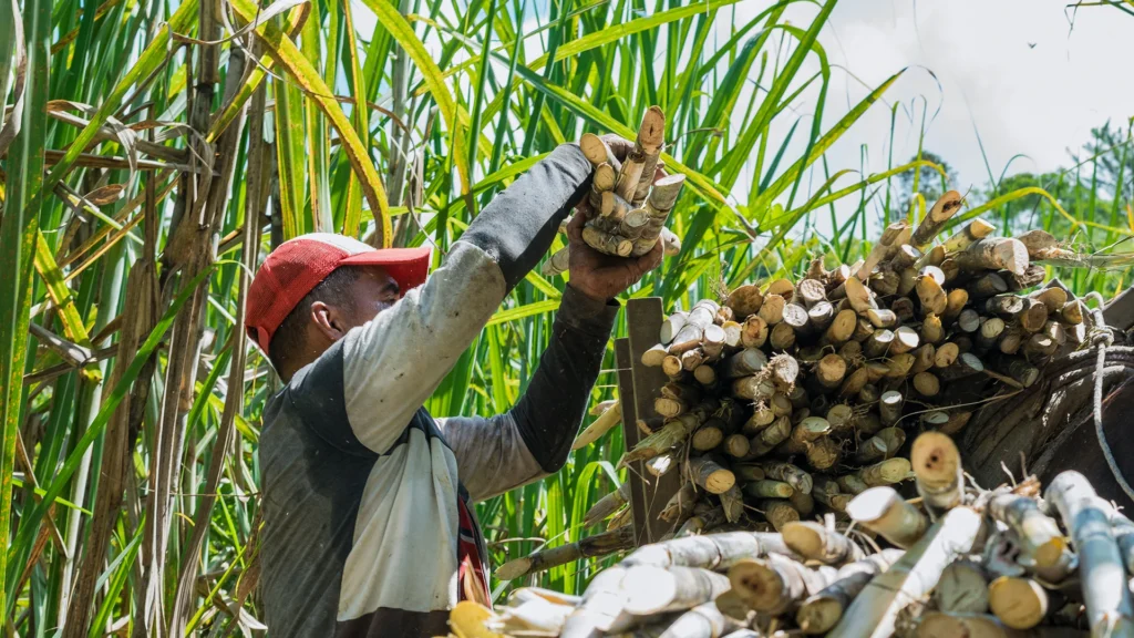 How Pure Cane Sugar Can Reshape American Beverage Operations